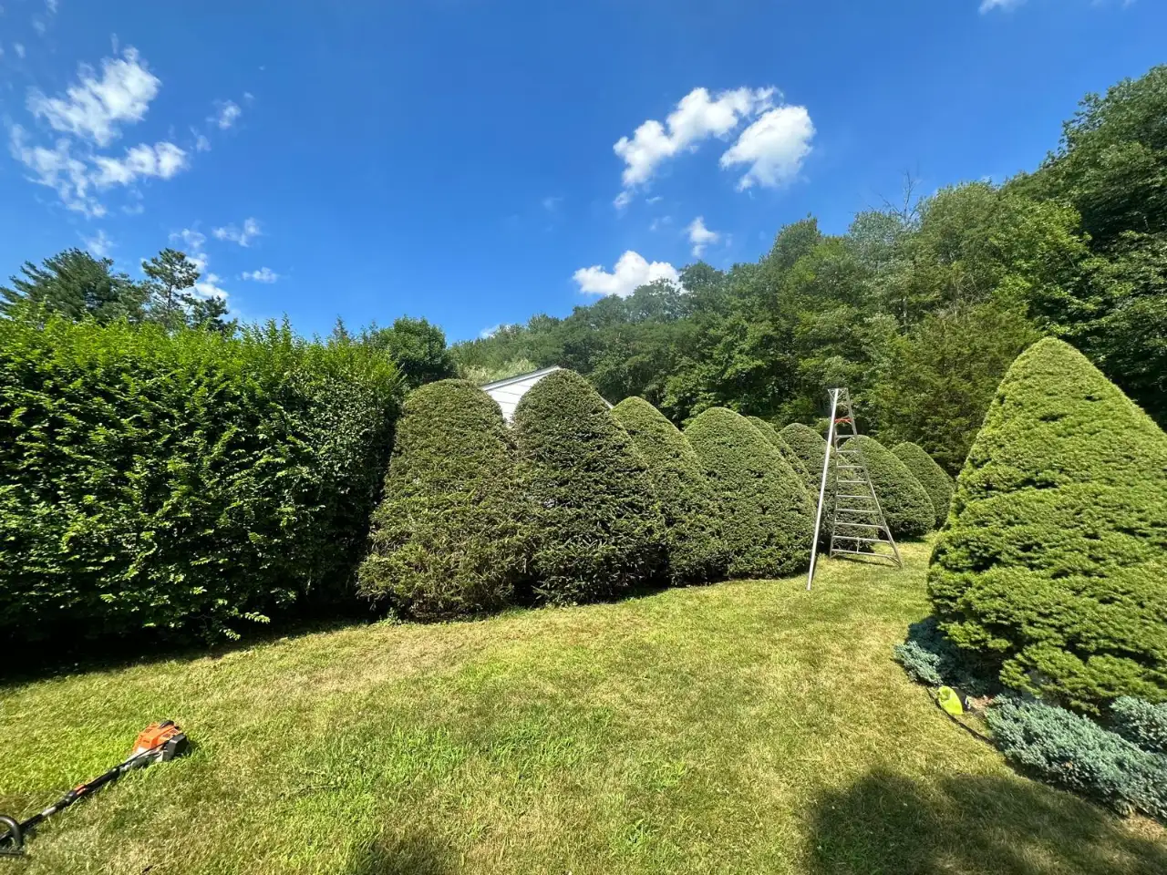 Trimming and pruning services in Armonk NY