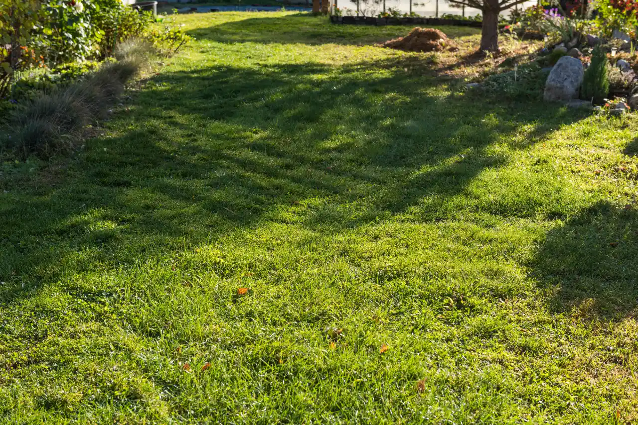 Before after tree service in Chappaqua NY — Morales Lawn & Garden