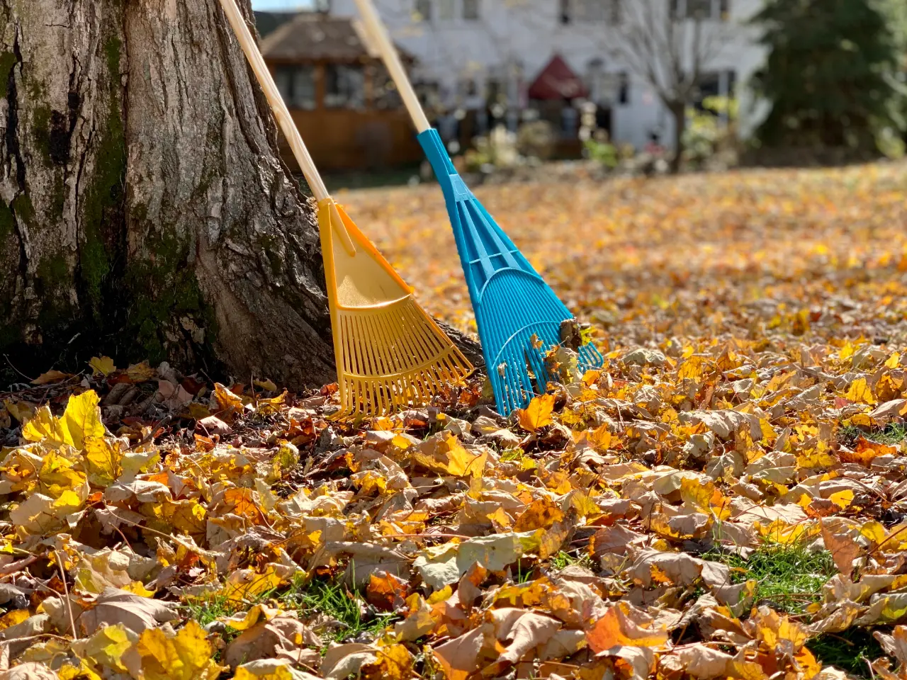 Before after fall cleanup Chappaqua NY — Morales Lawn & Garden