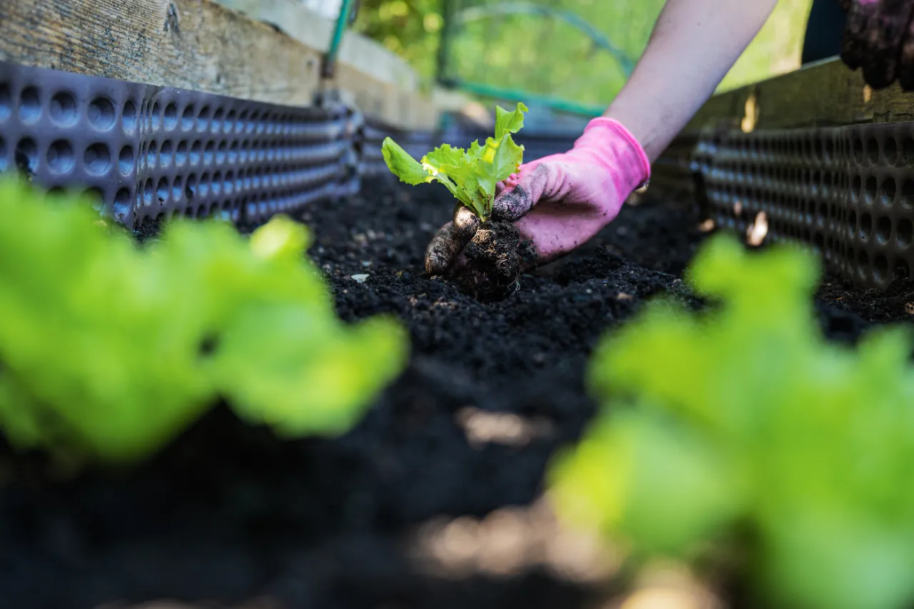 Planting services in Armonk NY